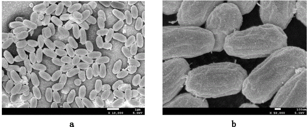 Bunge pricklyash leaf endophytic bacillus safensis, method for screening and purifying bacillus safensis as well as application thereof