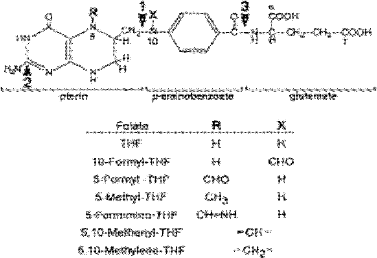 Method for increasing plant folate content by using synergistic effect of transferred soybean genes of GTPCHI and ADCS