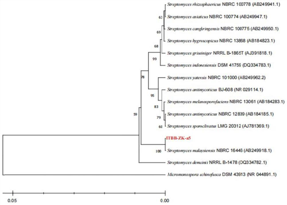 Sponge-sourced biocontrol streptomyces ITBB-ZK-a5 and application thereof