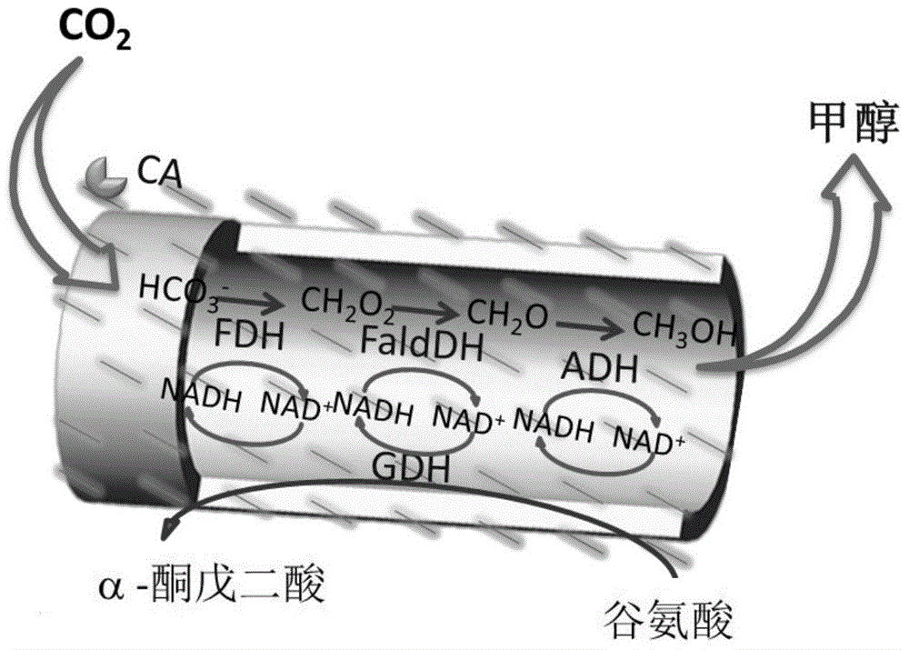 Bioactive hollow nano-fibers and hollow microcapsules for efficiently catalyzing conversion of CO2 into methanol