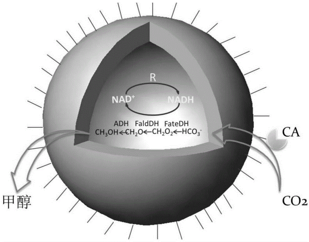 Bioactive hollow nano-fibers and hollow microcapsules for efficiently catalyzing conversion of CO2 into methanol