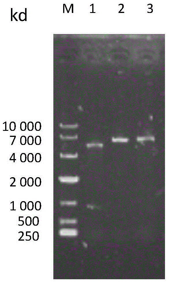 Immobilized maleic acid cis-trans isomerase and preparation method and application thereof