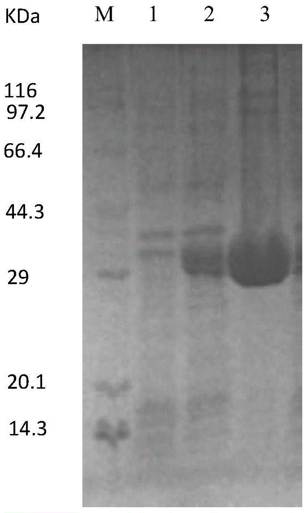 Immobilized maleic acid cis-trans isomerase and preparation method and application thereof