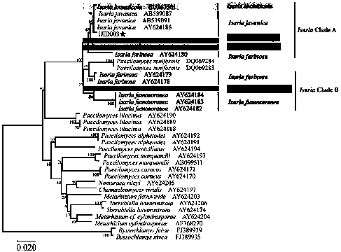 Isaria javanica for efficiently controlling scale insects