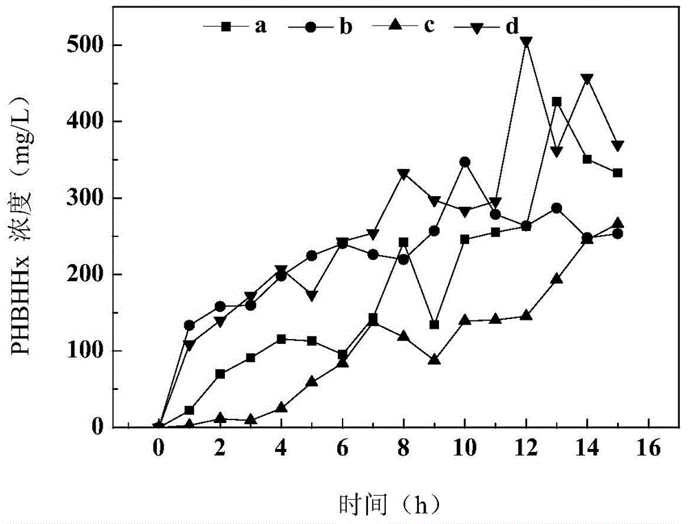 Method for producing medium-chain-length polyhydroxyalkanoates by virtue of excess activated sludge