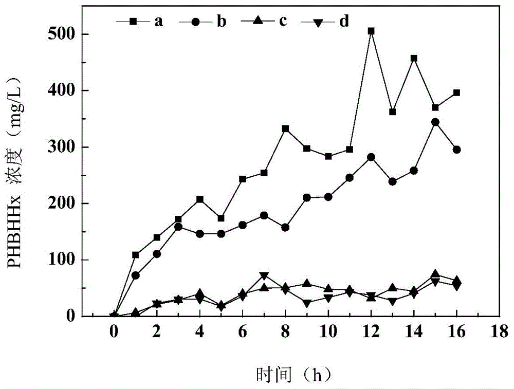 Method for producing medium-chain-length polyhydroxyalkanoates by virtue of excess activated sludge