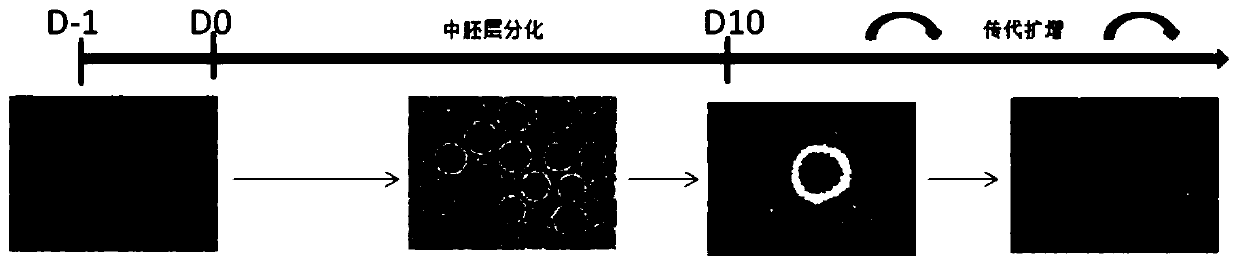 A kind of mesenchymal stem cell and its preparation method and application