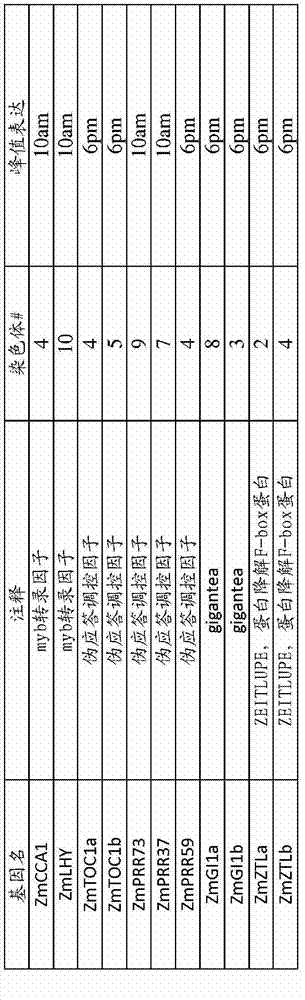 Identification of diurnal rhythms in photosynthetic and non-photosynthetic tissues from zea mays and use in improving crop plants