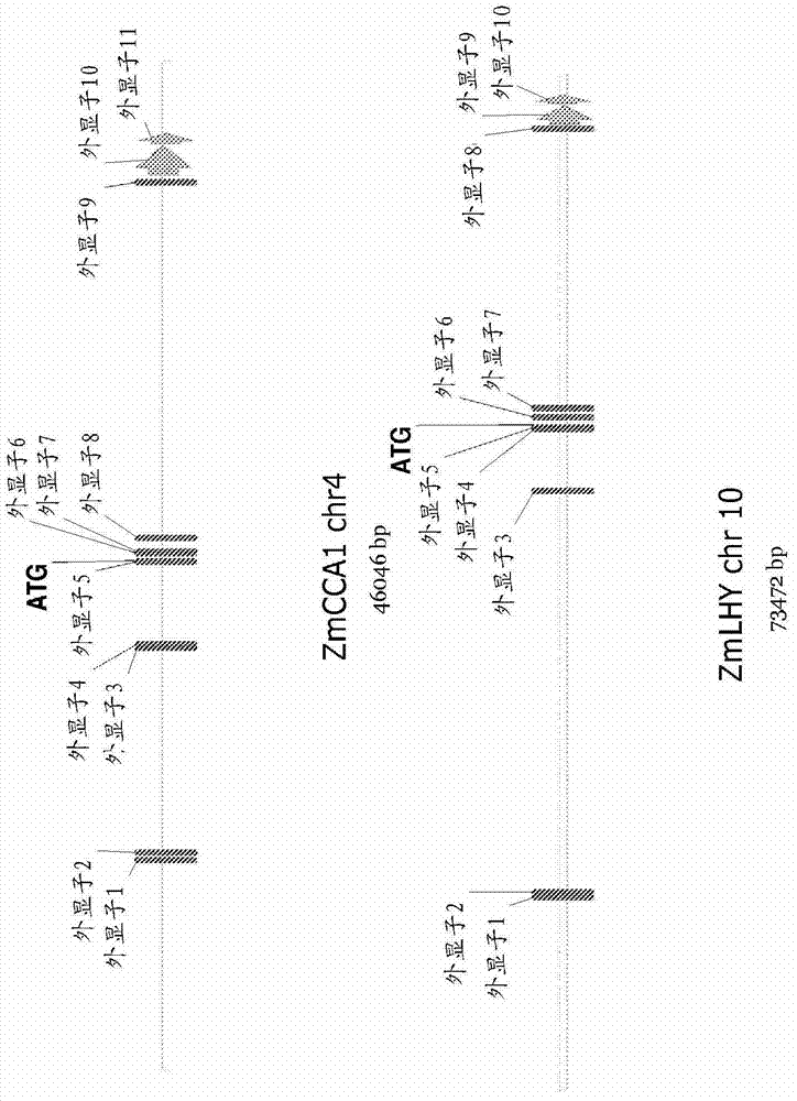 Identification of diurnal rhythms in photosynthetic and non-photosynthetic tissues from zea mays and use in improving crop plants