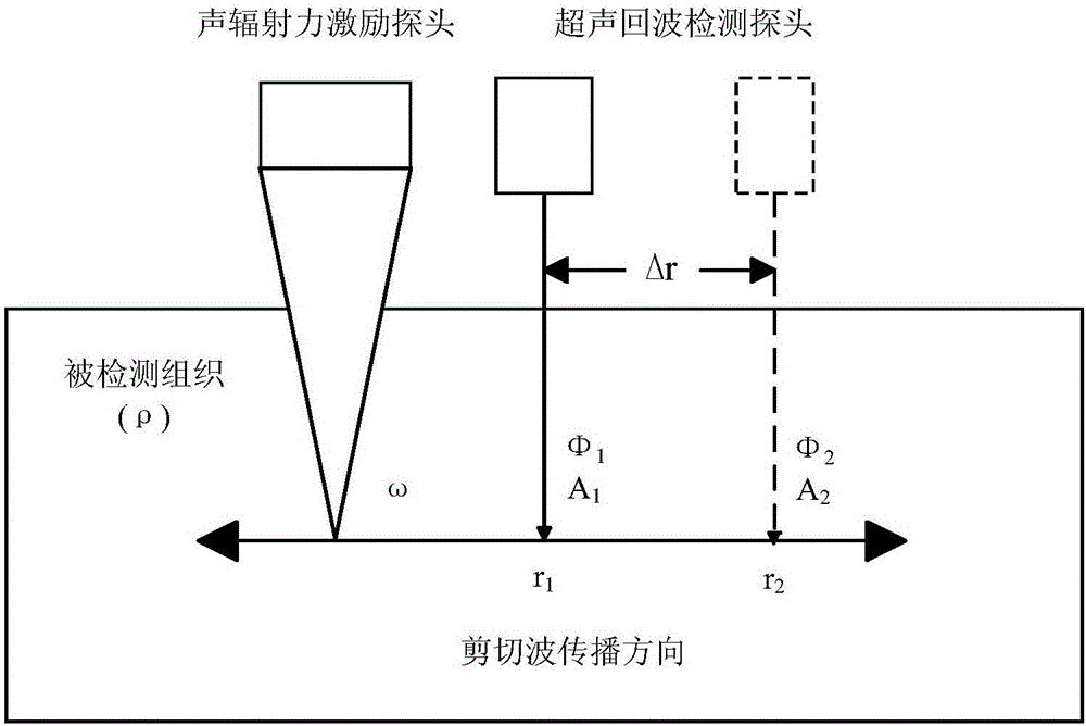 Tissue viscoelasticity measuring method based on shear wave amplitude and phase detection