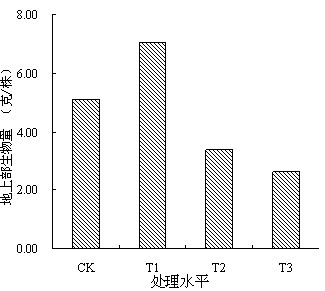 Application of polygonum runcinatum to remediation of soil contaminated by heavy metals mainly comprising cadmium, zinc, lead and copper