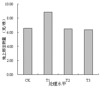 Application of polygonum runcinatum to remediation of soil contaminated by heavy metals mainly comprising cadmium, zinc, lead and copper