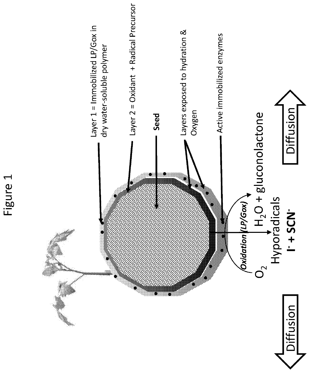 Magnetically immobilized microbiocidal enzymes