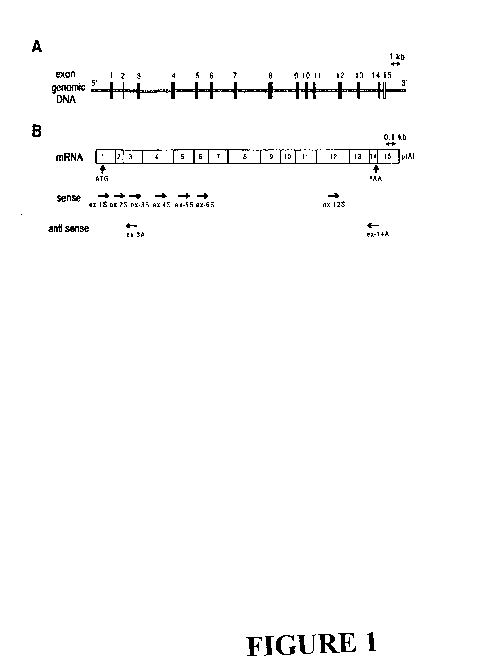 Variants of alpha-fetoprotein coding and expression sequences