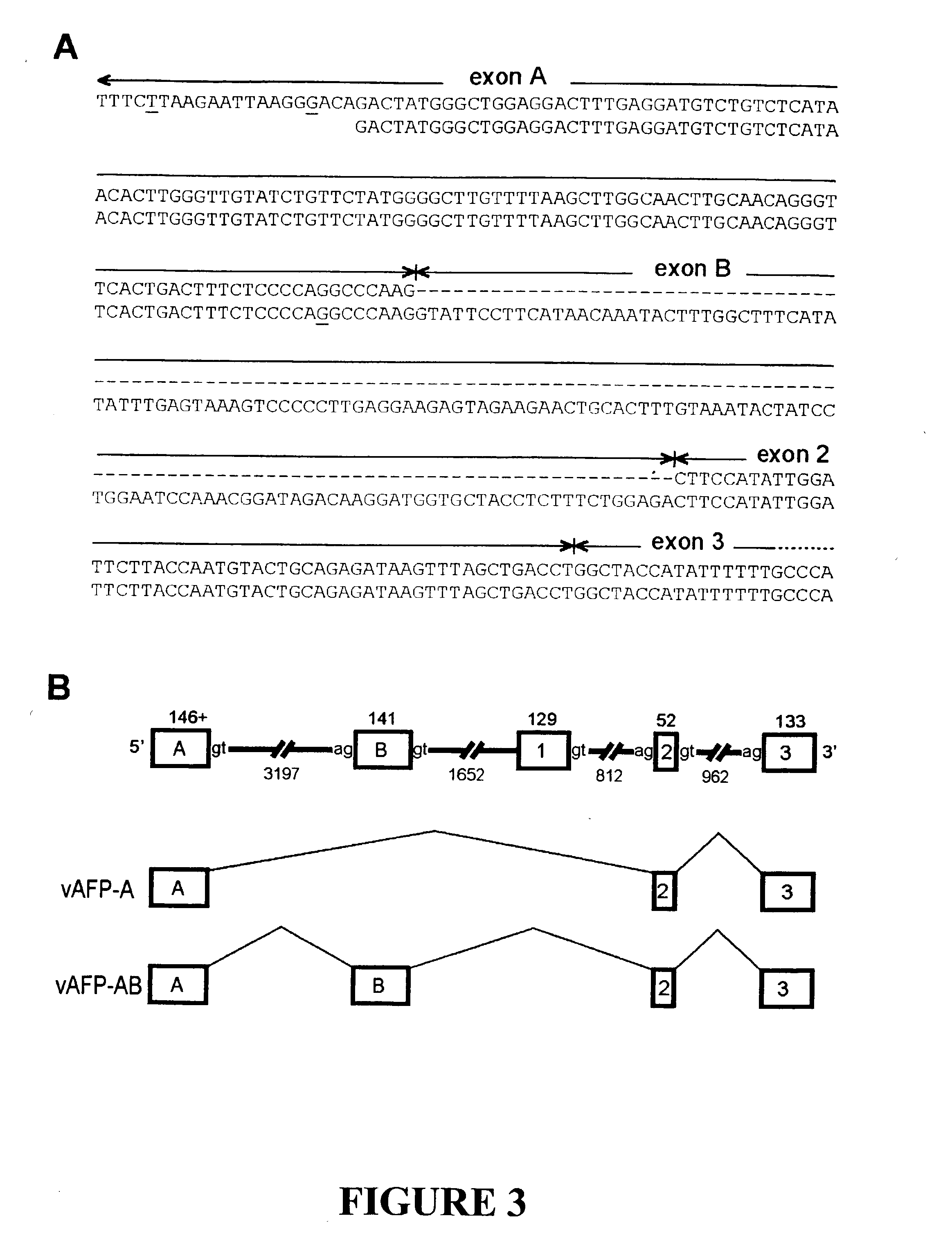 Variants of alpha-fetoprotein coding and expression sequences