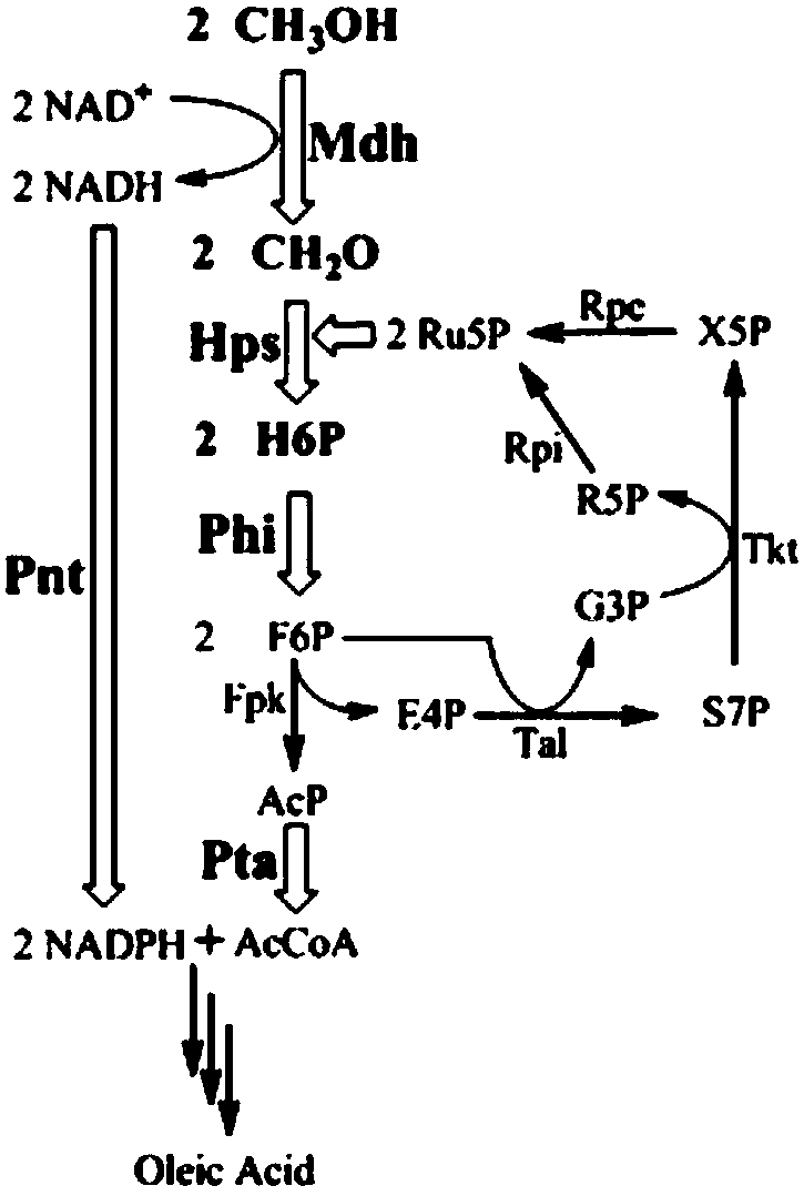 Construction method of oil-producing yeast engineering strain by using methyl alcohol and application