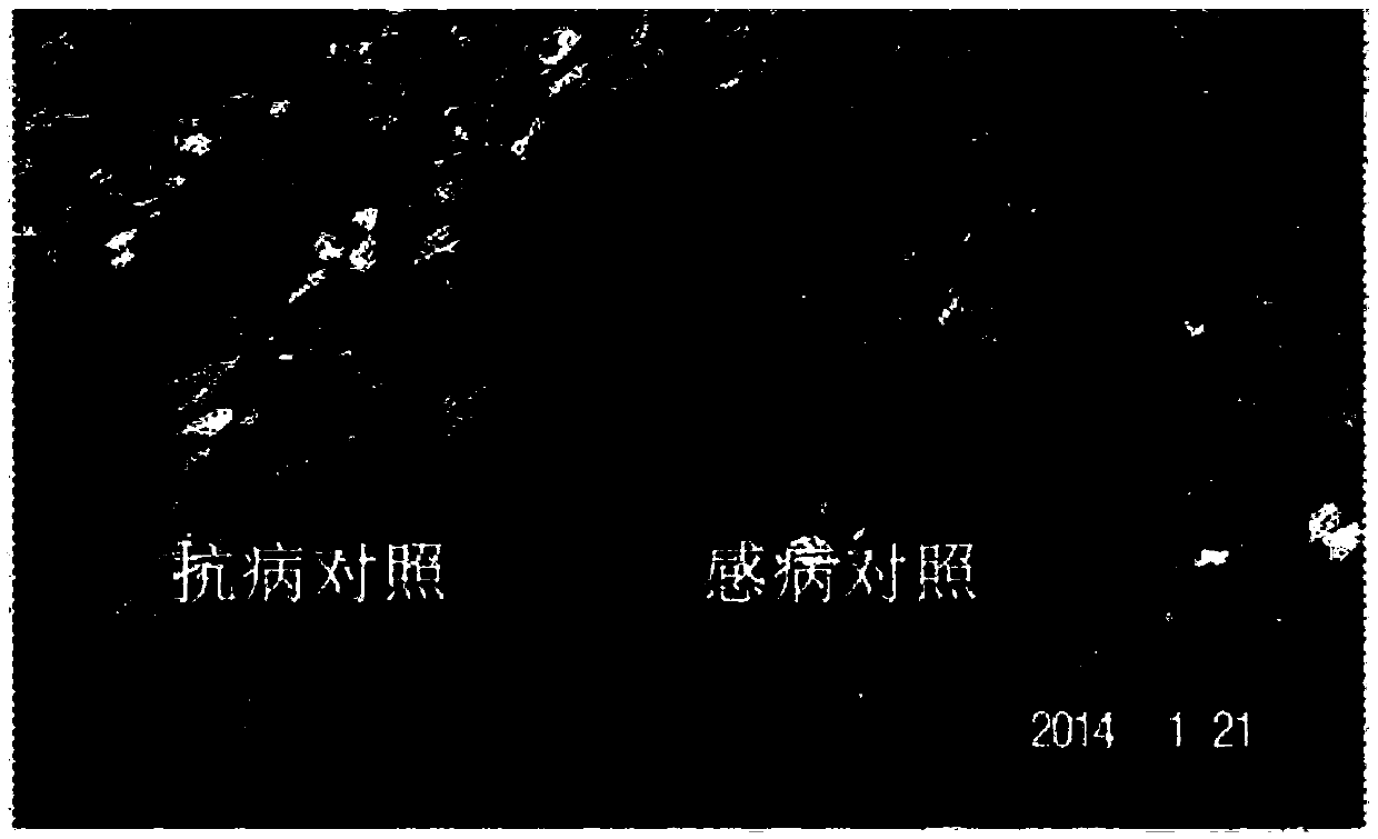 Improved verticillium wilt resistance identification method for cotton variety in artificial disease garden during whole growth period