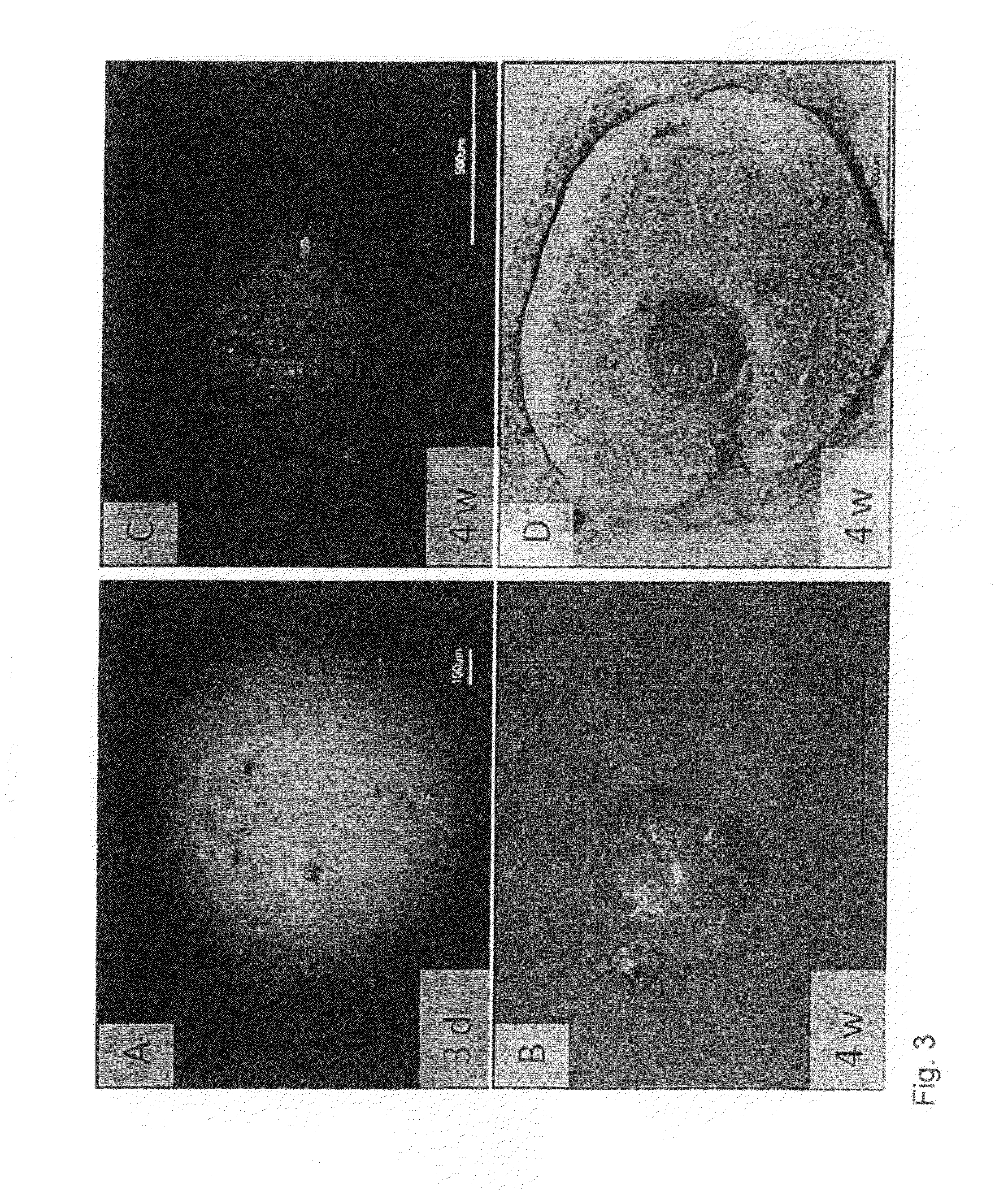 Method of preparing an artificial tooth primordium in vitro and artificialtooth primordium derived therefrom