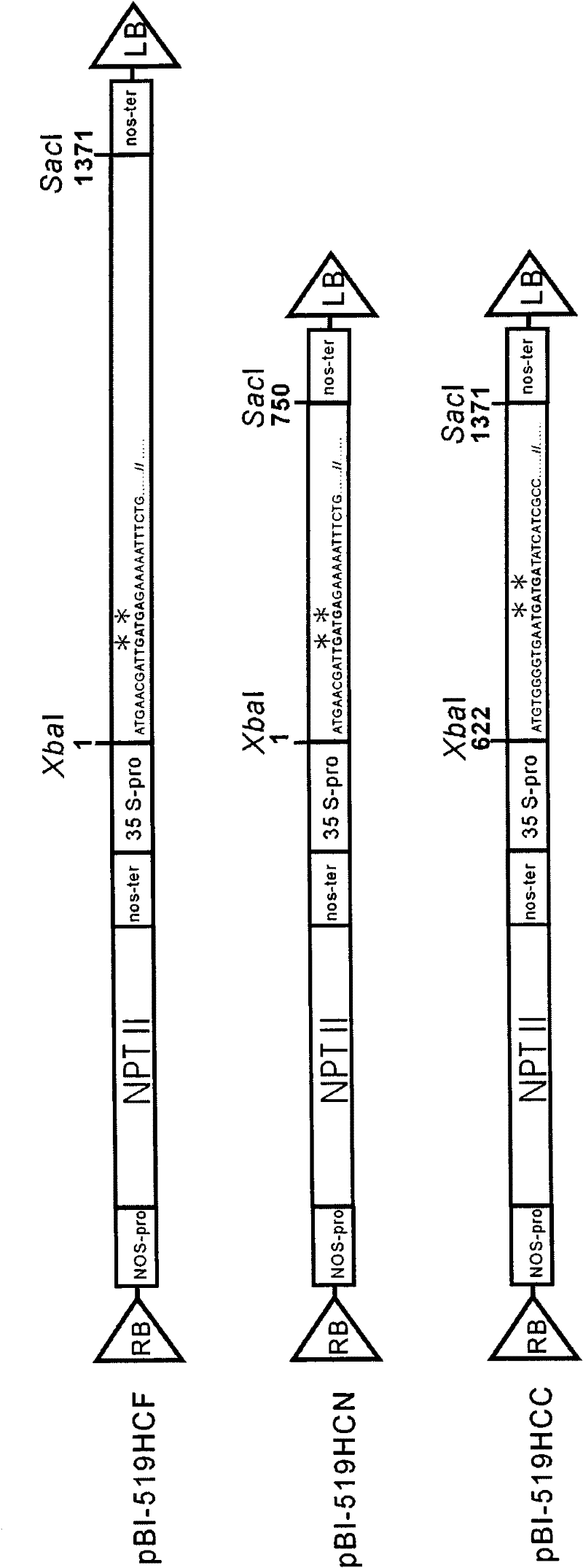 Gene transfer vector comprising papaya ringspot virus auxiliary component protease gene and application thereof for providing broad-spectrum virus resistance in crops