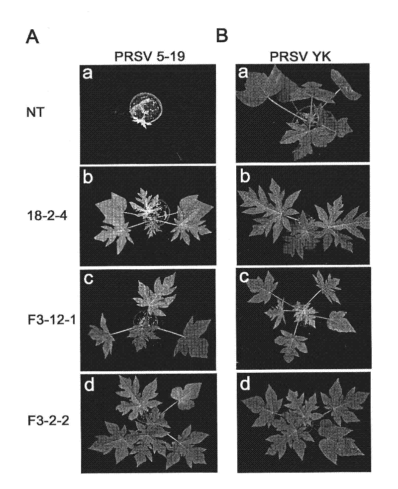 Gene transfer vector comprising papaya ringspot virus auxiliary component protease gene and application thereof for providing broad-spectrum virus resistance in crops