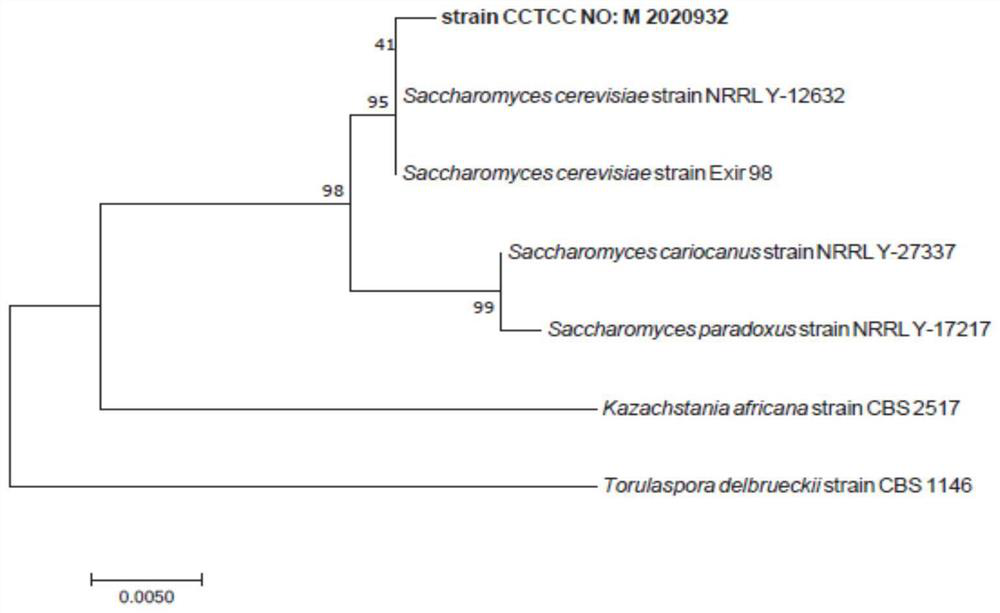 Saccharomyces cerevisiae LJ-1 and application thereof