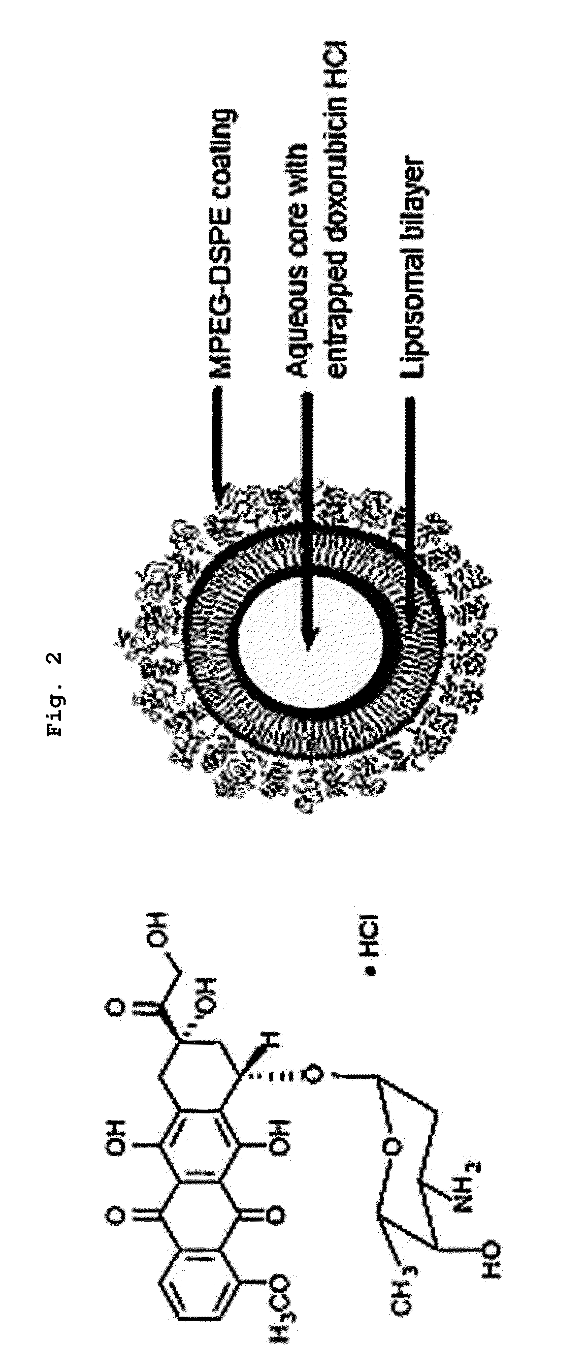 Asymmetric Liposomes for the Highly Efficient Encapsulation of Nucleic Acids and Hydrophilic Anionic Compounds, and Method for Preparing Same