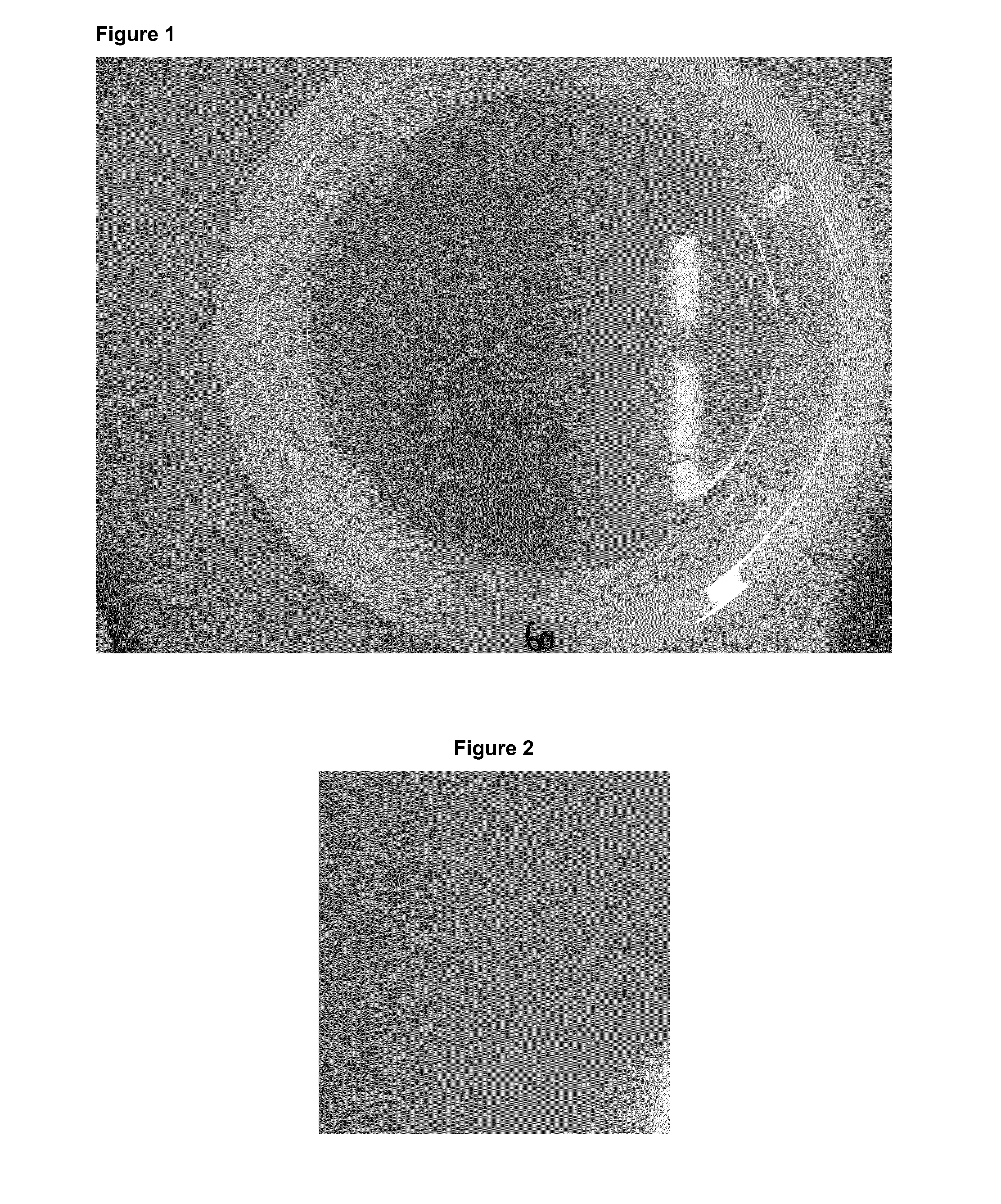 Edible oil-in-water emulsion