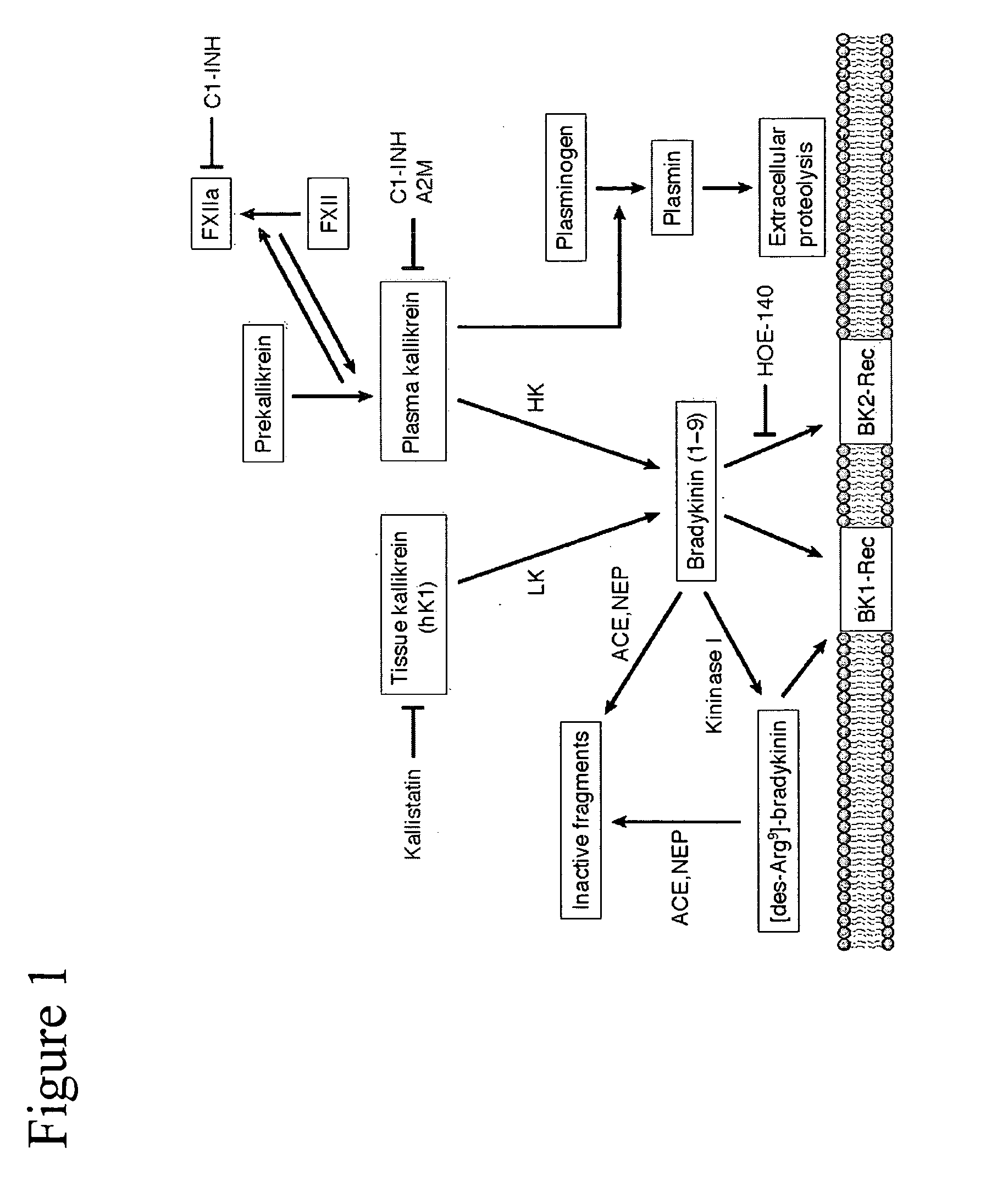 Methods for treatment of kallikrein-related disorders