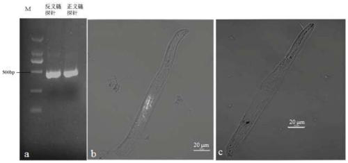 Calprotectin gene of Meloidogyne graminicola and application of calprotectin gene