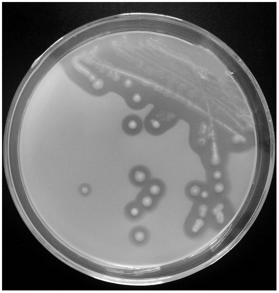 Bacterial strain capable of producing chitinase and application of bacterial strain to production of chitinase by fermenting crab shell