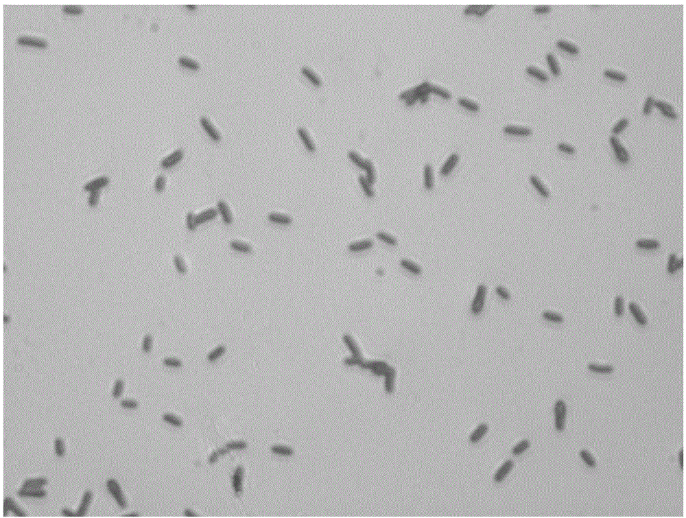 Bacterial strain capable of producing chitinase and application of bacterial strain to production of chitinase by fermenting crab shell