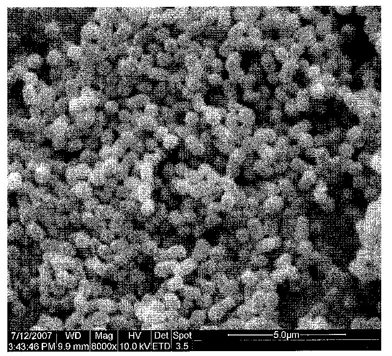 Paracoccus and application thereof in nitrogenous heterocyclic compound degradation