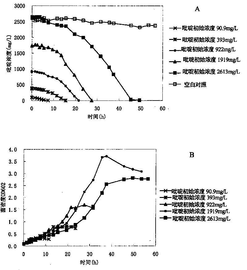 Paracoccus and application thereof in nitrogenous heterocyclic compound degradation