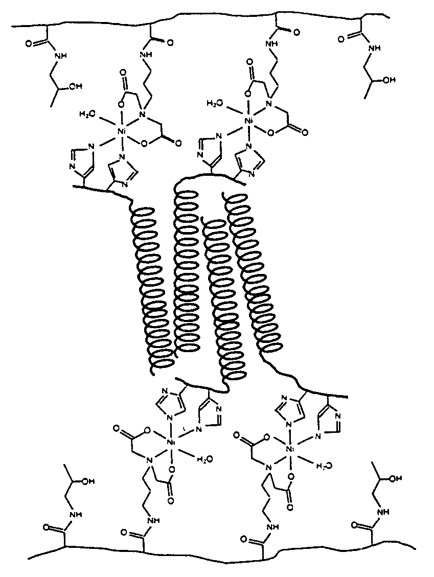 Hydrogels of water soluble polymers crosslinked by protein domains