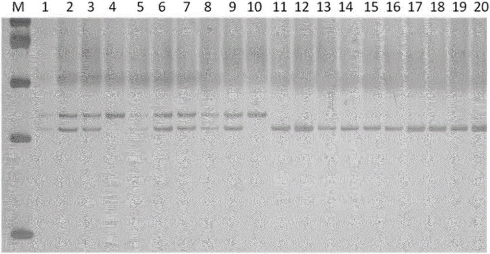 Molecular marker interlocked with pepper cucumber mosaic virus disease resistance gene qcmv-2-1 and application of molecular marker