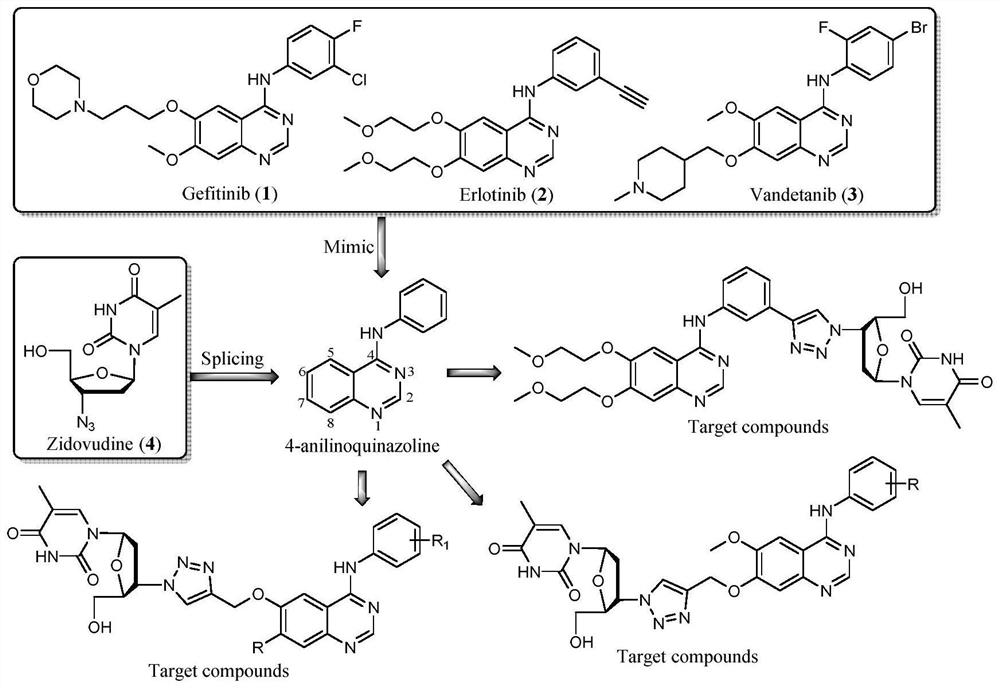 Zidovudine spliced 4-aniline quinazoline compound as well as preparation method and application thereof