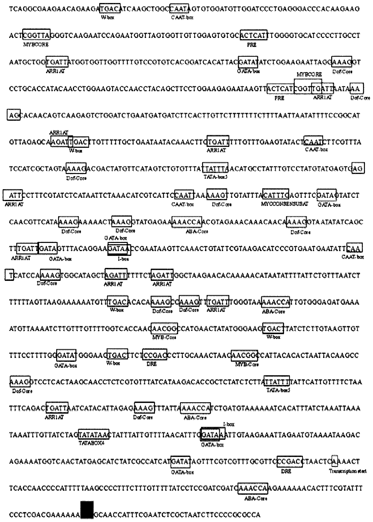 A gsm2 promoter whose expression is induced by the addition of exogenous sugar