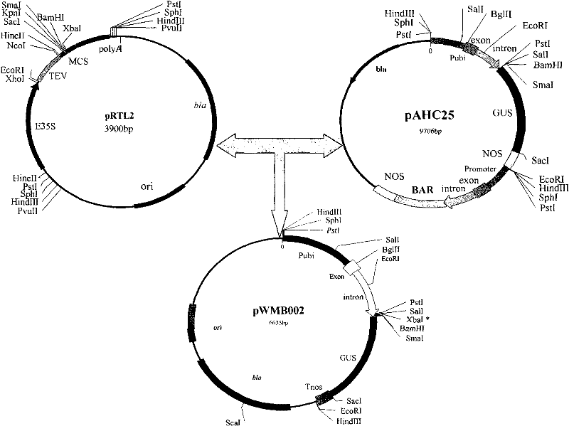 Plant expression vector