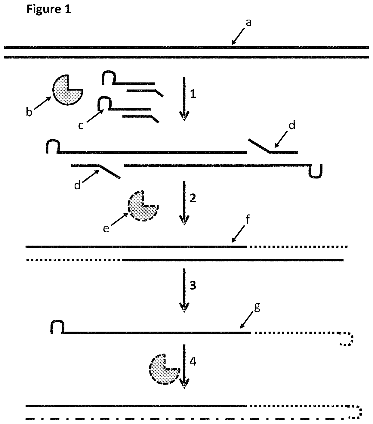 Method for modifying a template double stranded polynucleotide using a MuA transposase