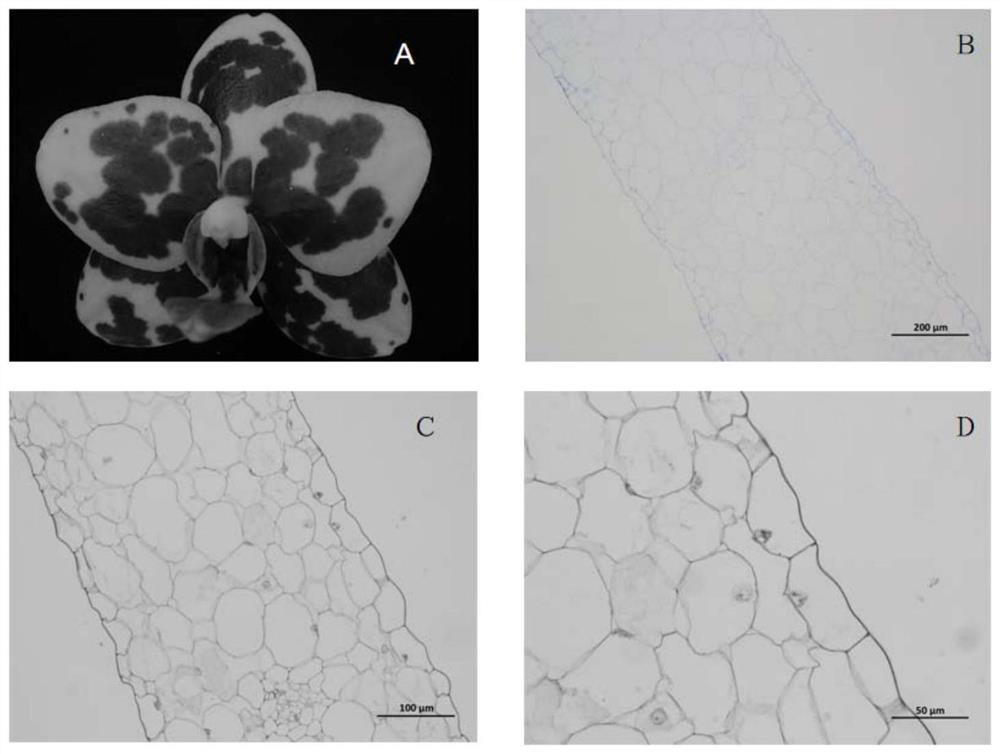 An optimized method for making paraffin sections of different floral tissues of Phalaenopsis