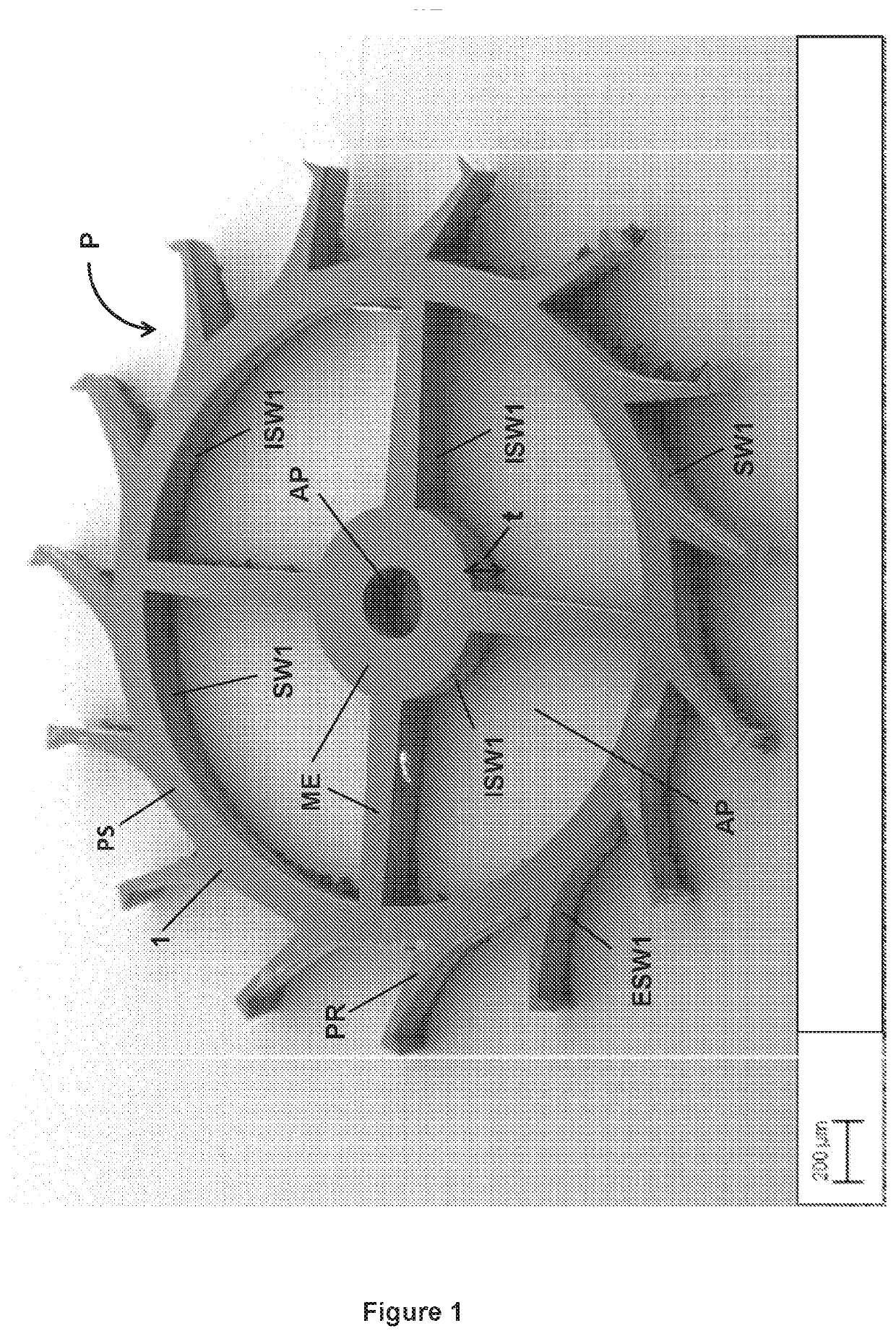 Single crystalline diamond part production method for stand alone single crystalline mechanical and optical component production