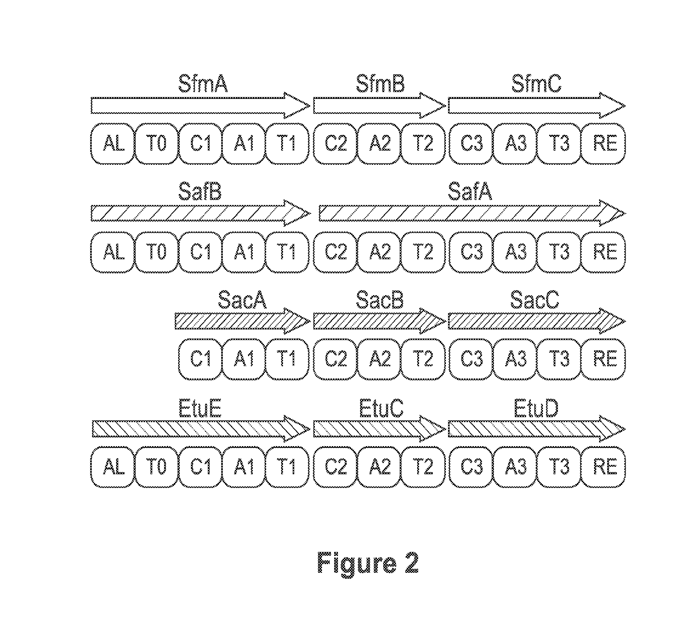 Biosynthetic pathway for heterologous expression of a nonribosomal peptide synthetase drug and analogs