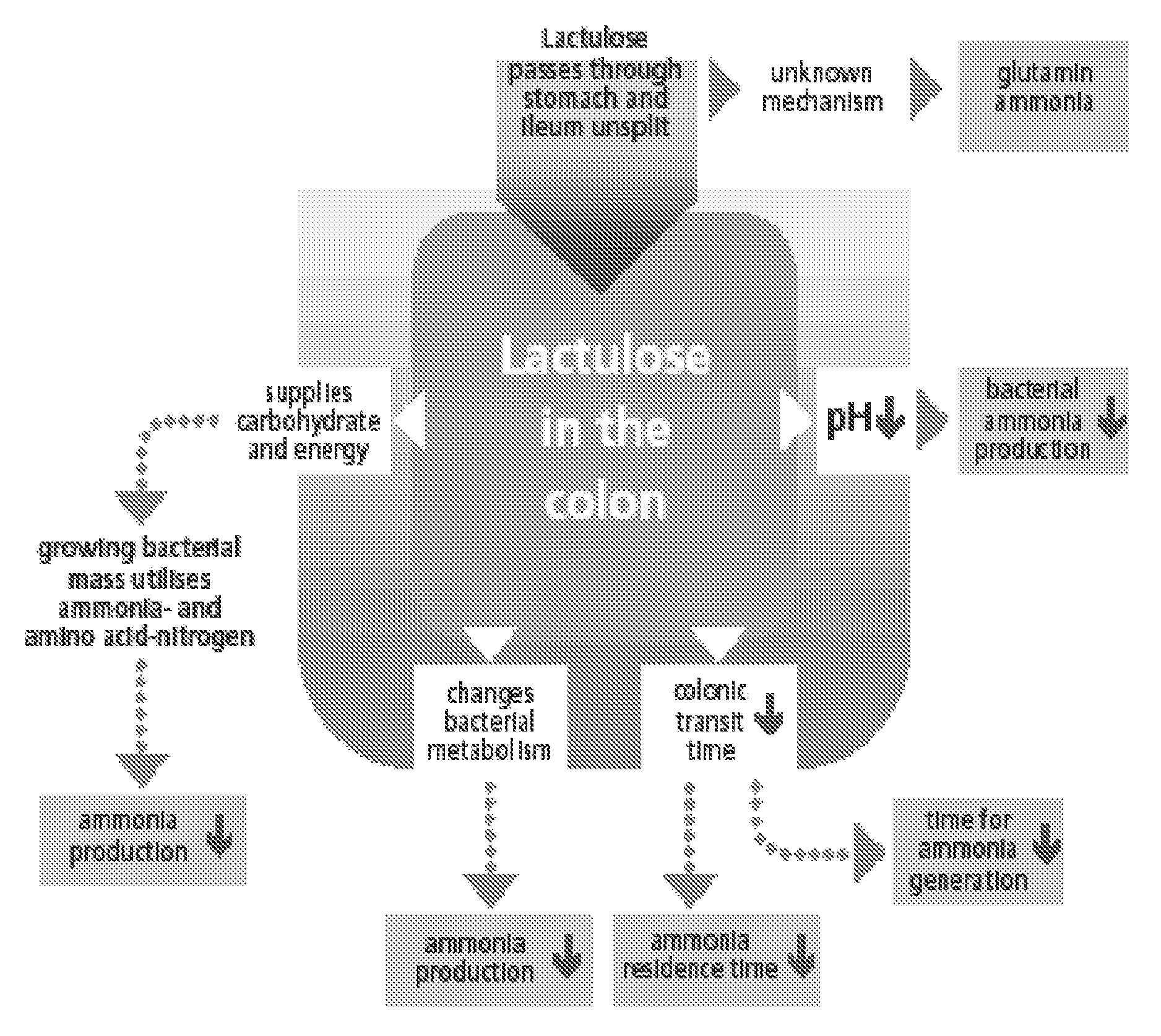 Use of lactulose in the treatment of autism