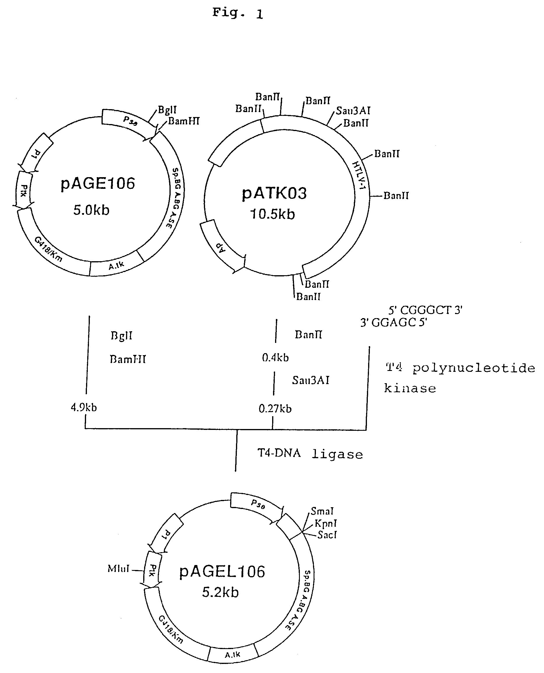 Α,2,8-sialyltransferase