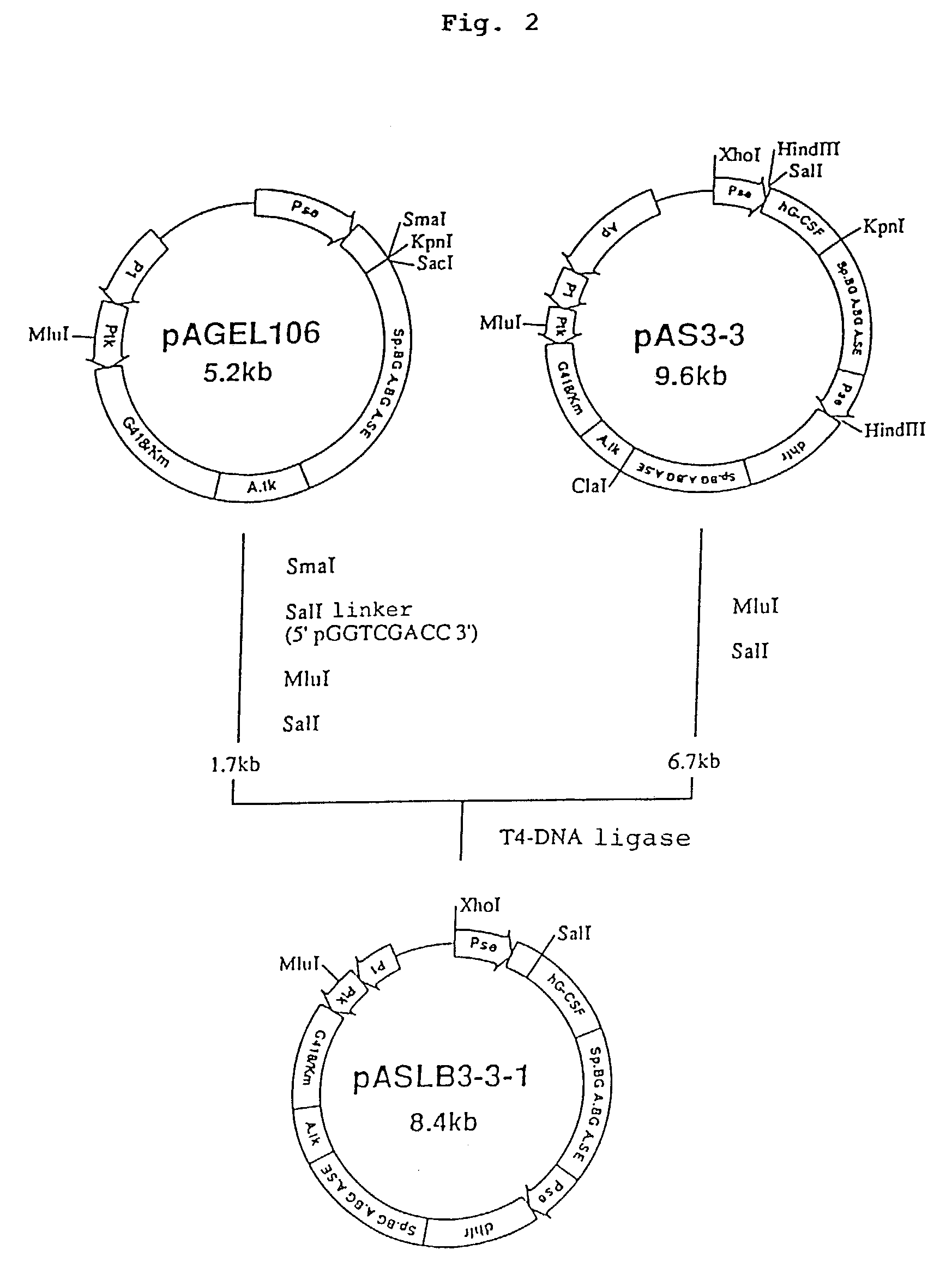 Α,2,8-sialyltransferase