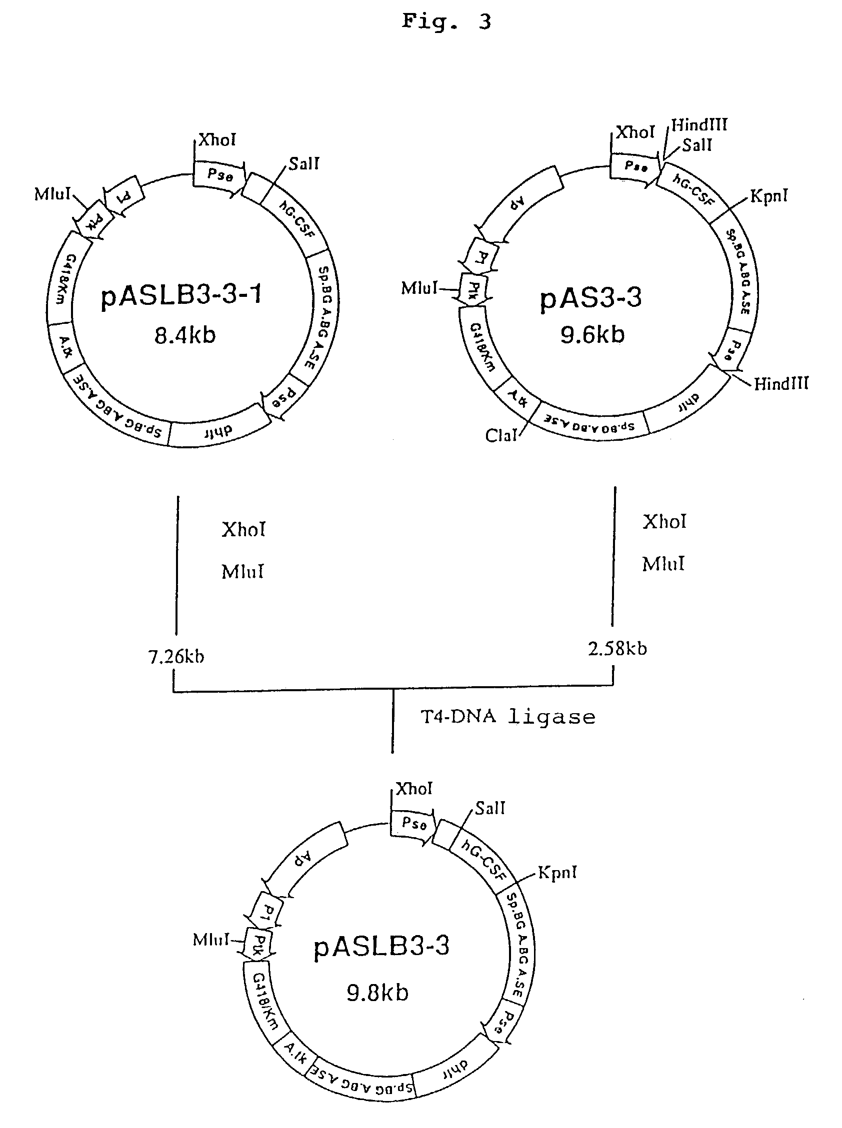 Α,2,8-sialyltransferase