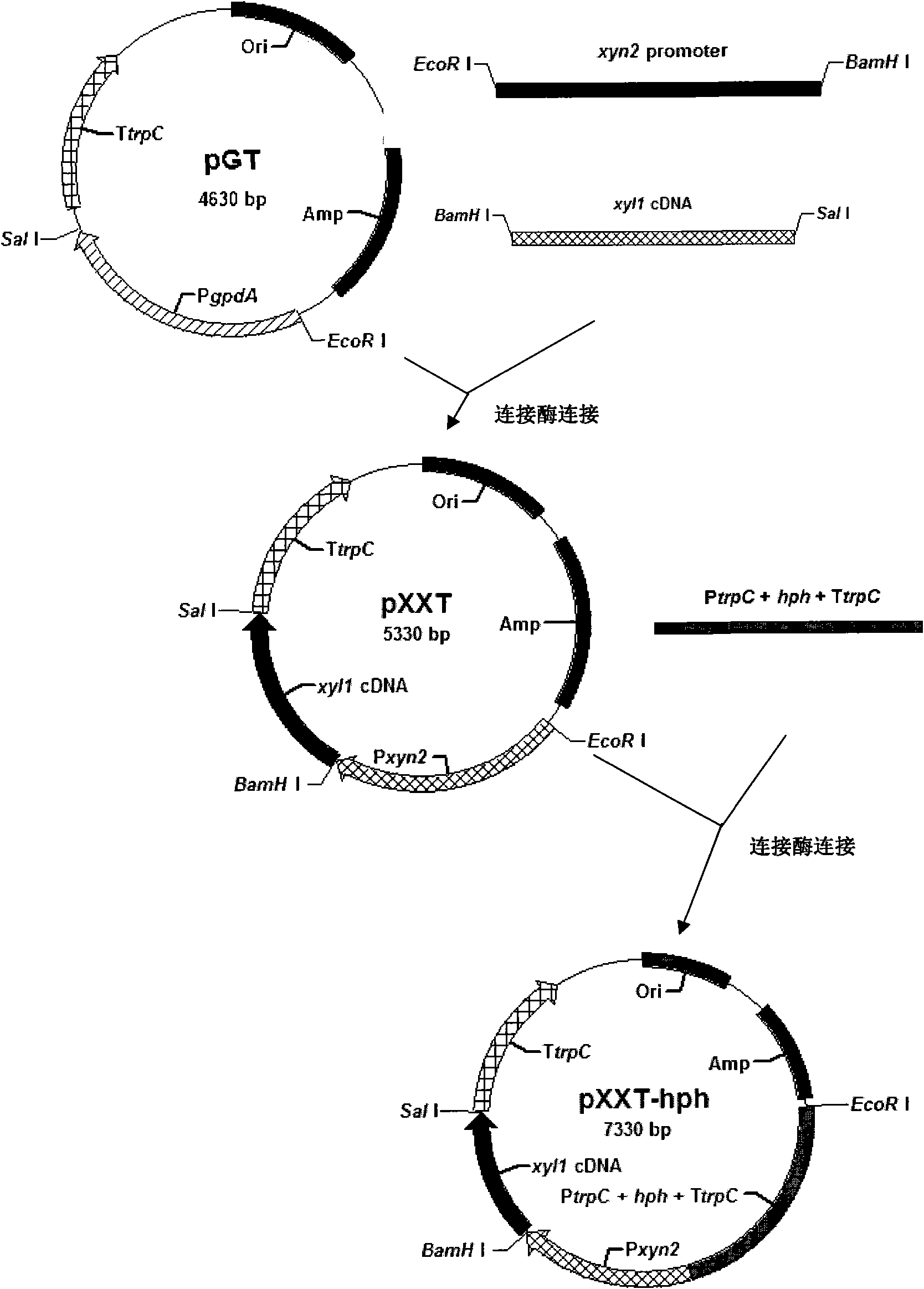 Penicillium decumbens engineered strain containing over-expressed xylanase and application thereof