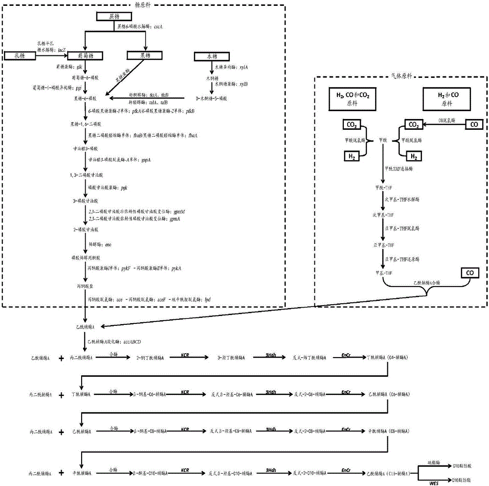 Microorganisms and methods for the production of fatty acids and fatty acid derived products