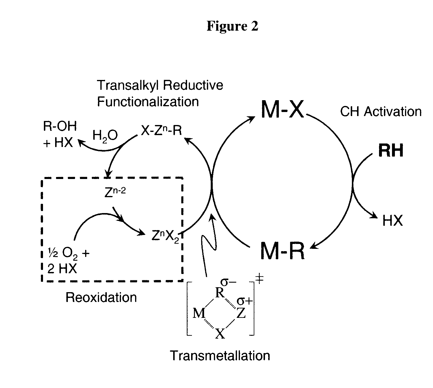 Catalytic oxy-functionalization of metal-carbon bonds