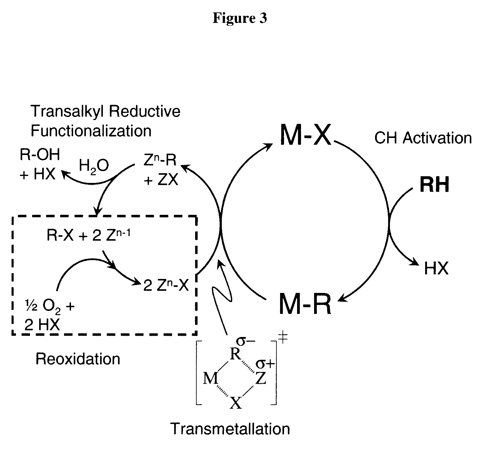 Catalytic oxy-functionalization of metal-carbon bonds